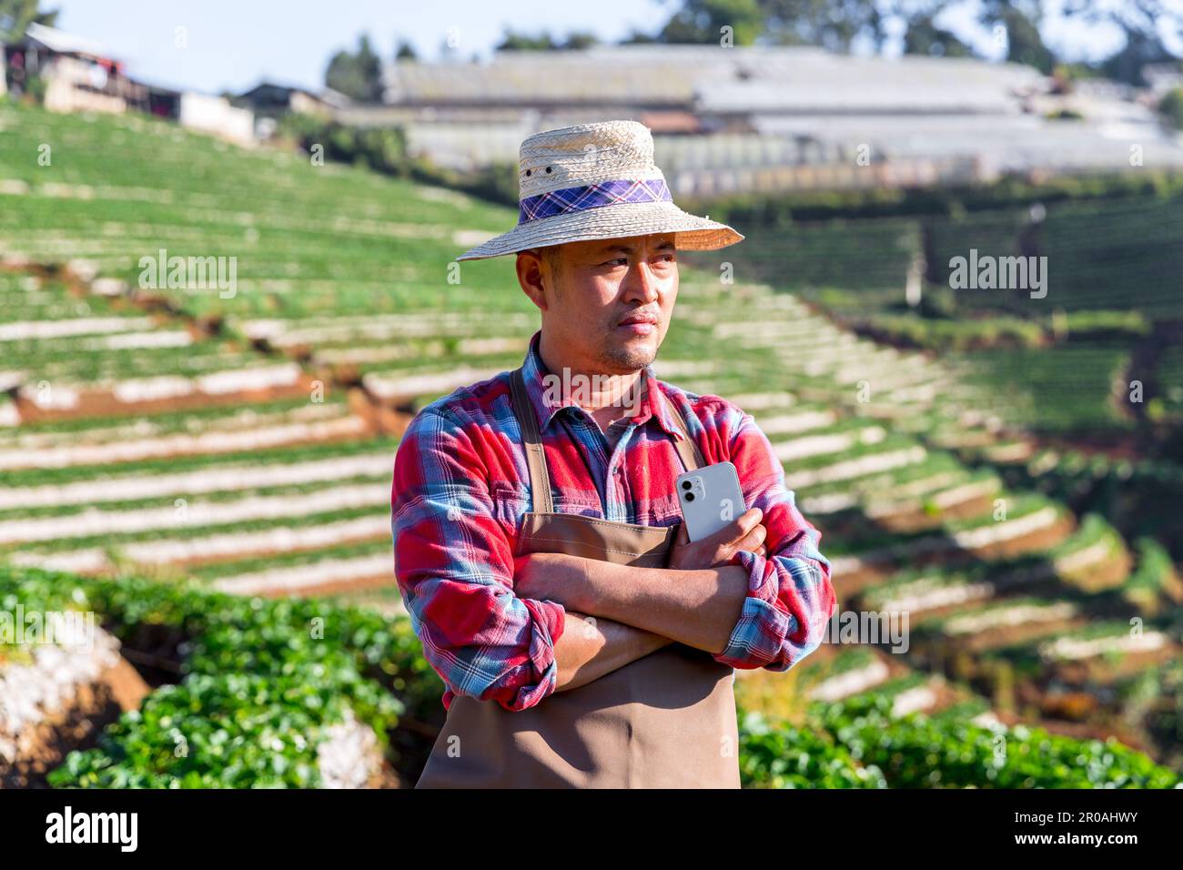 Happy farmer man harvesting ripe strawberries in the field. Strawberry ...