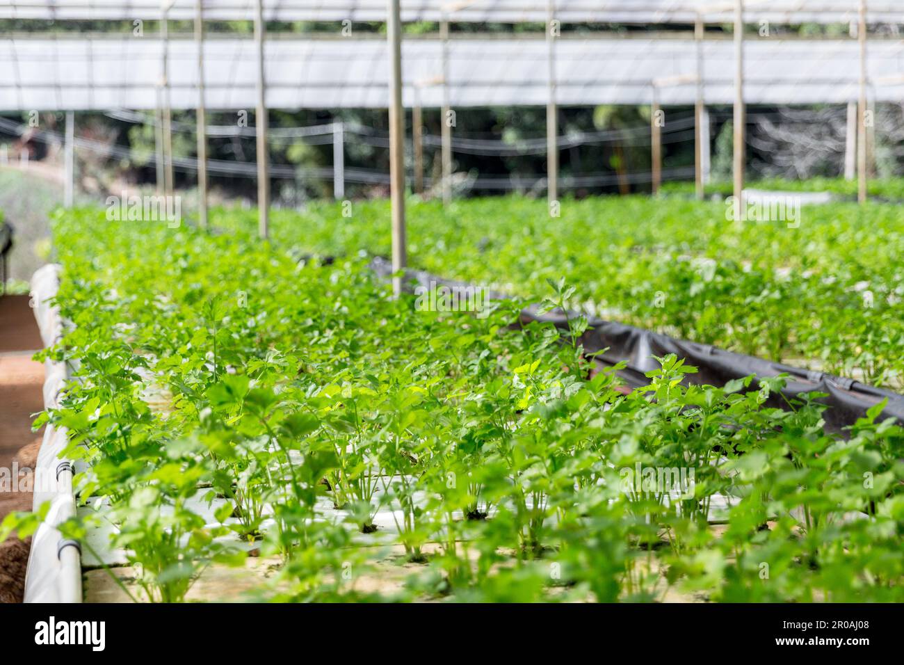 Hydroponics vegetables celery growing natural pattern on white foam ,Close up. Stock Photo