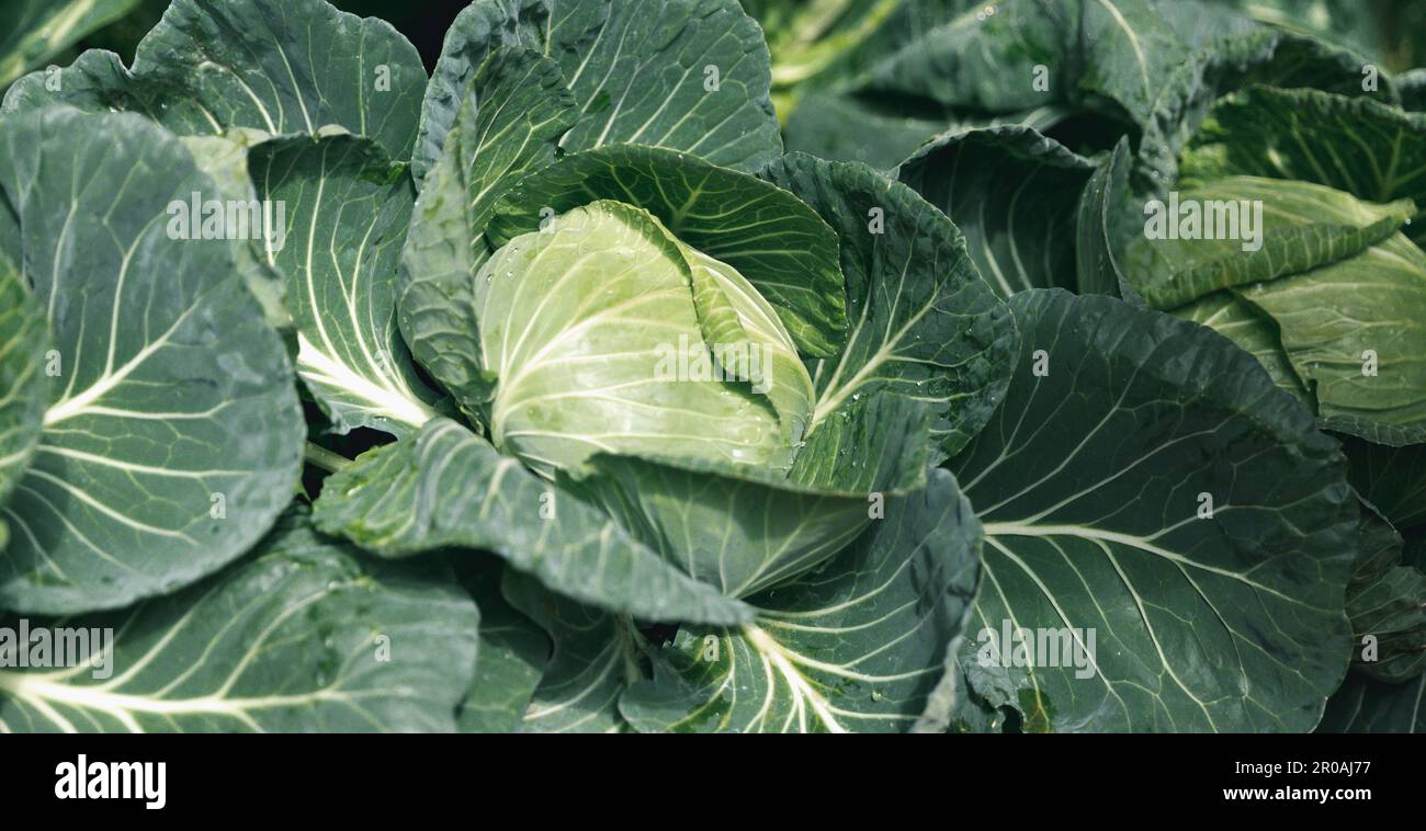 Young cabbage grows in the farmer field, growing cabbage in the open field. agricultural business. Close up fresh organic hydroponic vegetable plantat Stock Photo