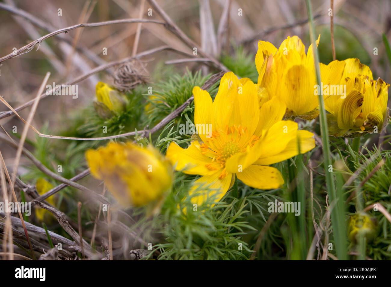 Beautiful floral background with first spring flower adonis. Natural yellow flower close up in nature. Beginning of spring. Selective focus. High quality photo Stock Photo