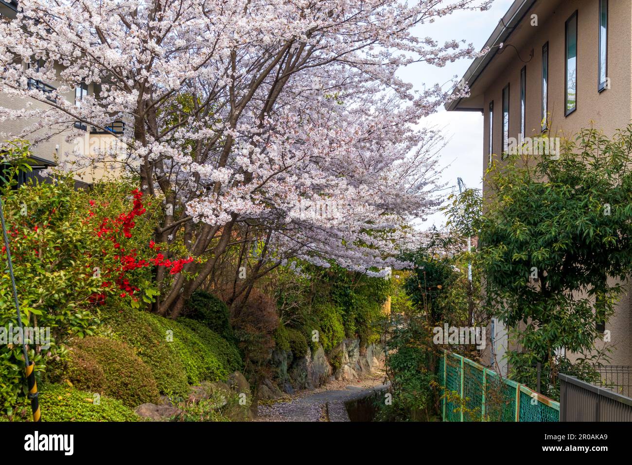 Beautiful Kameyama Park near Katsura River in Arashiyama, Kyoto, Japan