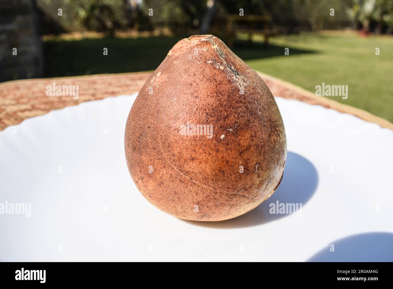 Indian stone apple or Wood apple also known as Bael fruit Stock Photo