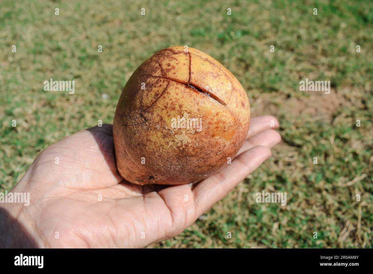 Ripe pulpy Bael fruit known as Wood apple or Indian stone apples. Bael