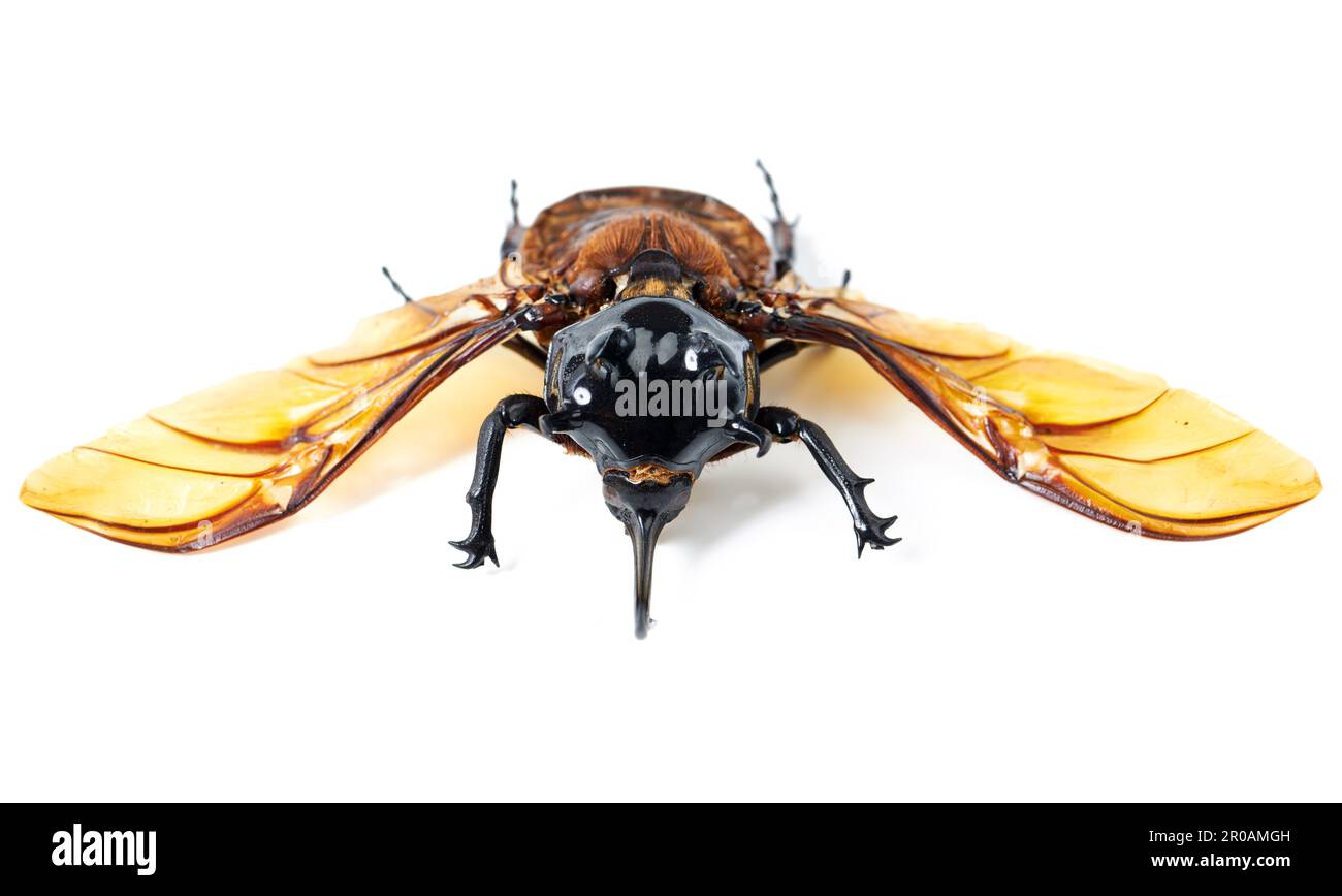 Nature, wings and beetle with horn, white background and front view of aesthetic bug for analysis and study. Bugs, science and insect collection for Stock Photo