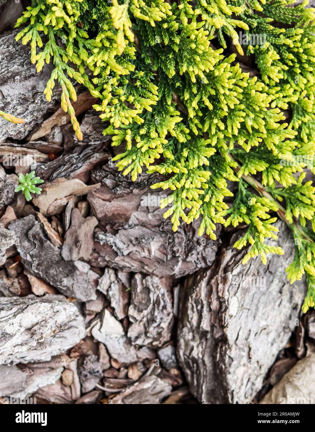 Evergreen coniferous branches of Juniperus horizontalis Golden Carpet, Creeping Juniper against the background of bark Stock Photo