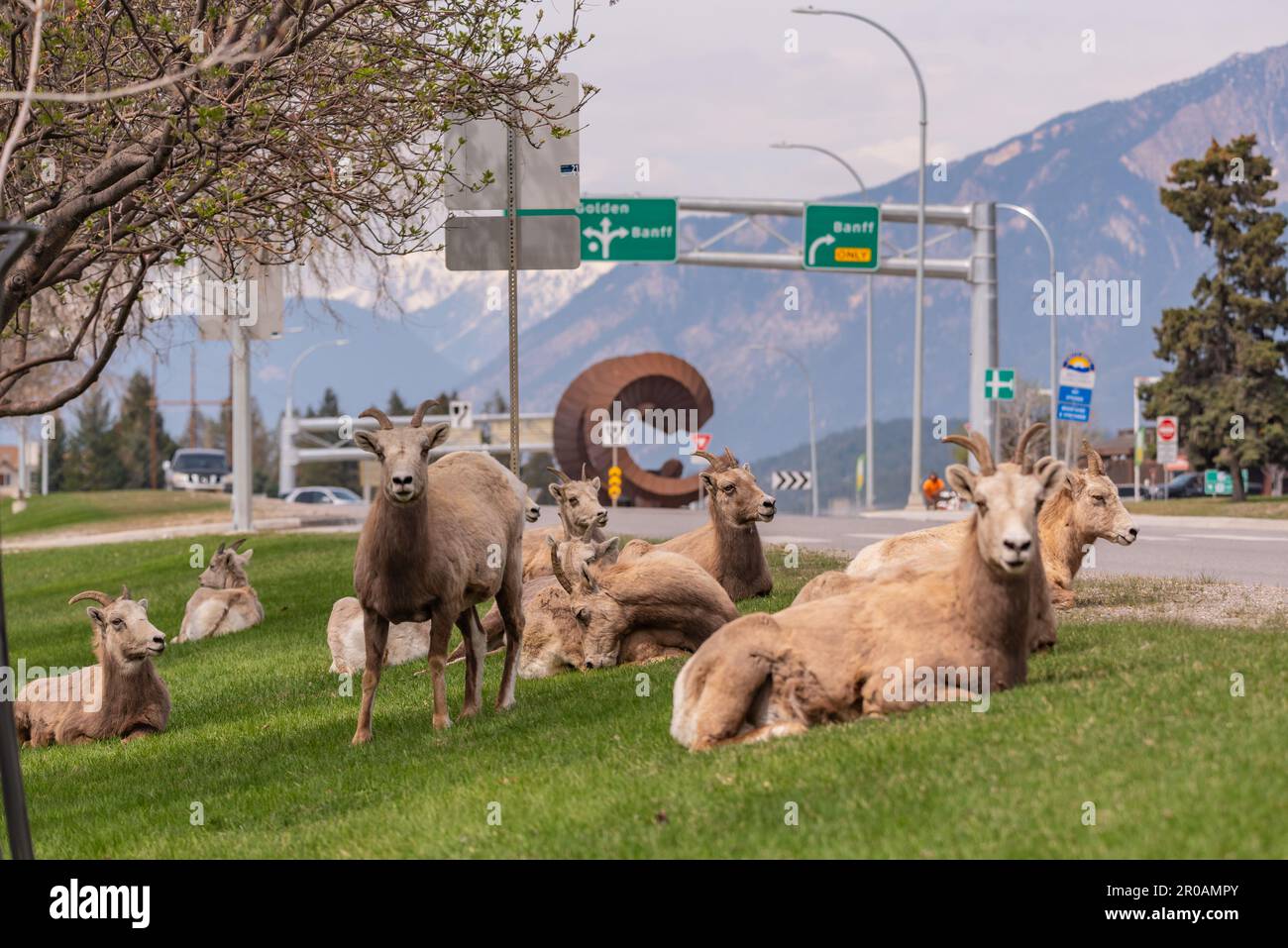 Bighorn Sheep herd seen in the mountain town in spring time. Spotted in the middle of the Village of Radium Hot Springs with blurred background. Stock Photo