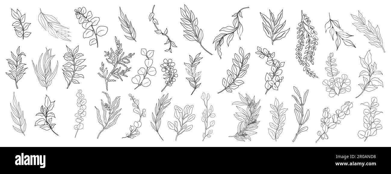 Line art eucalyptus branches and leaves set Stock Vector Image & Art