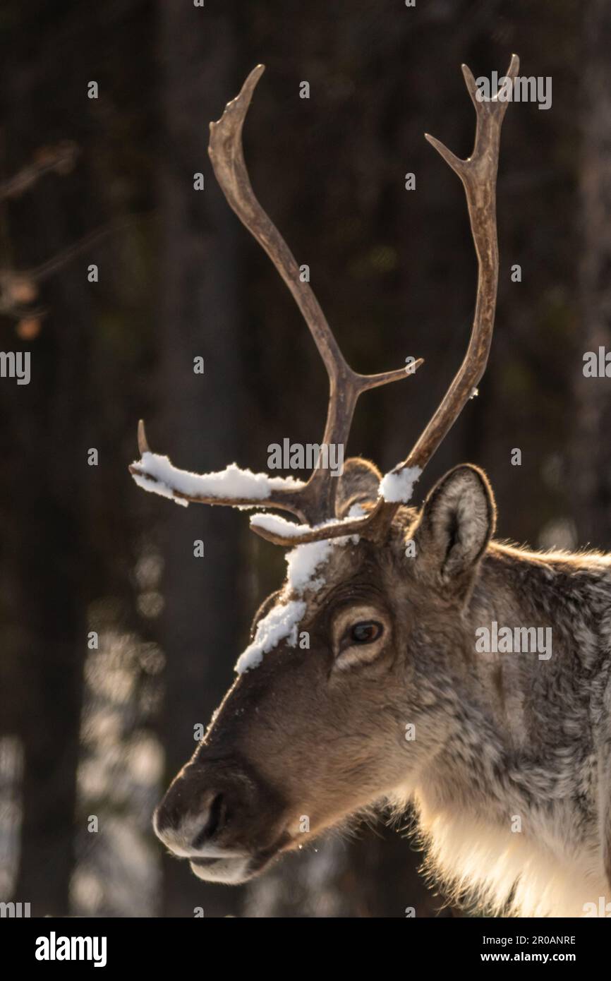 Wild Caribou seen along the Alaska Highway in Spring time with blurred background. Reindeer seen in wild, nature, wilderness environment in arctic. Stock Photo