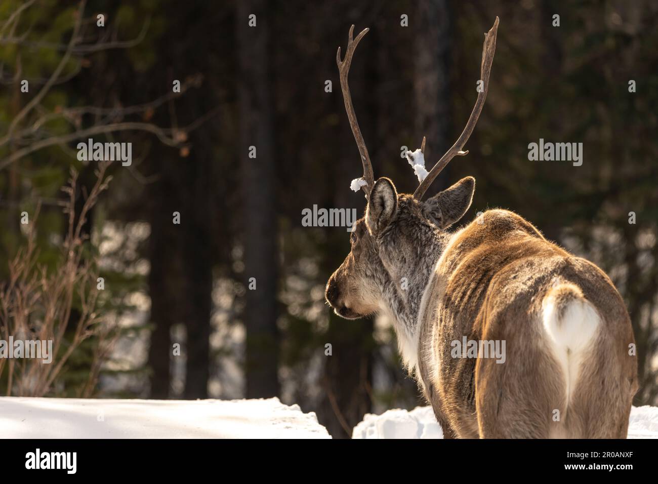 Wild Caribou seen along the Alaska Highway in Spring time with blurred background. Reindeer seen in wild, nature, wilderness environment in arctic. Stock Photo