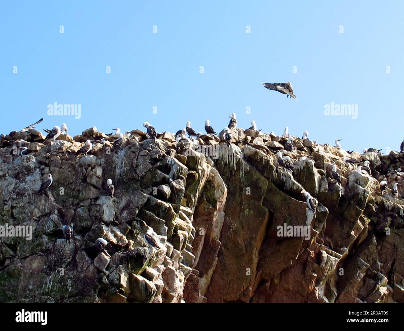 Rocks with animals in the Pacific ocean close Paracas, Peru Stock Photo ...
