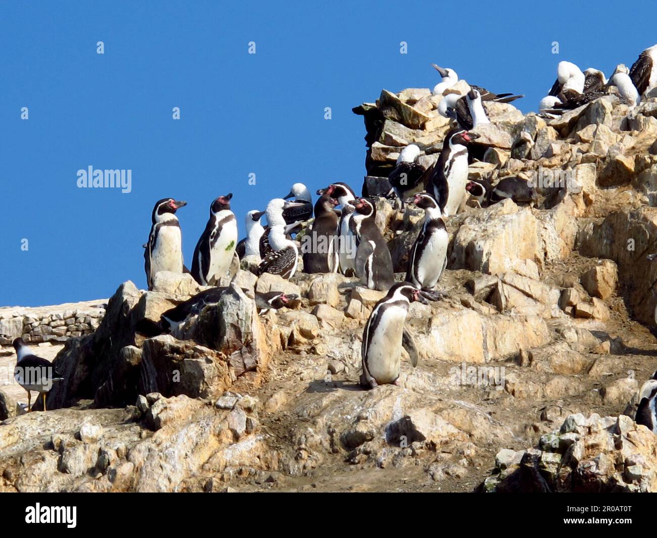 Rocks with animals in the Pacific ocean close Paracas, Peru Stock Photo ...