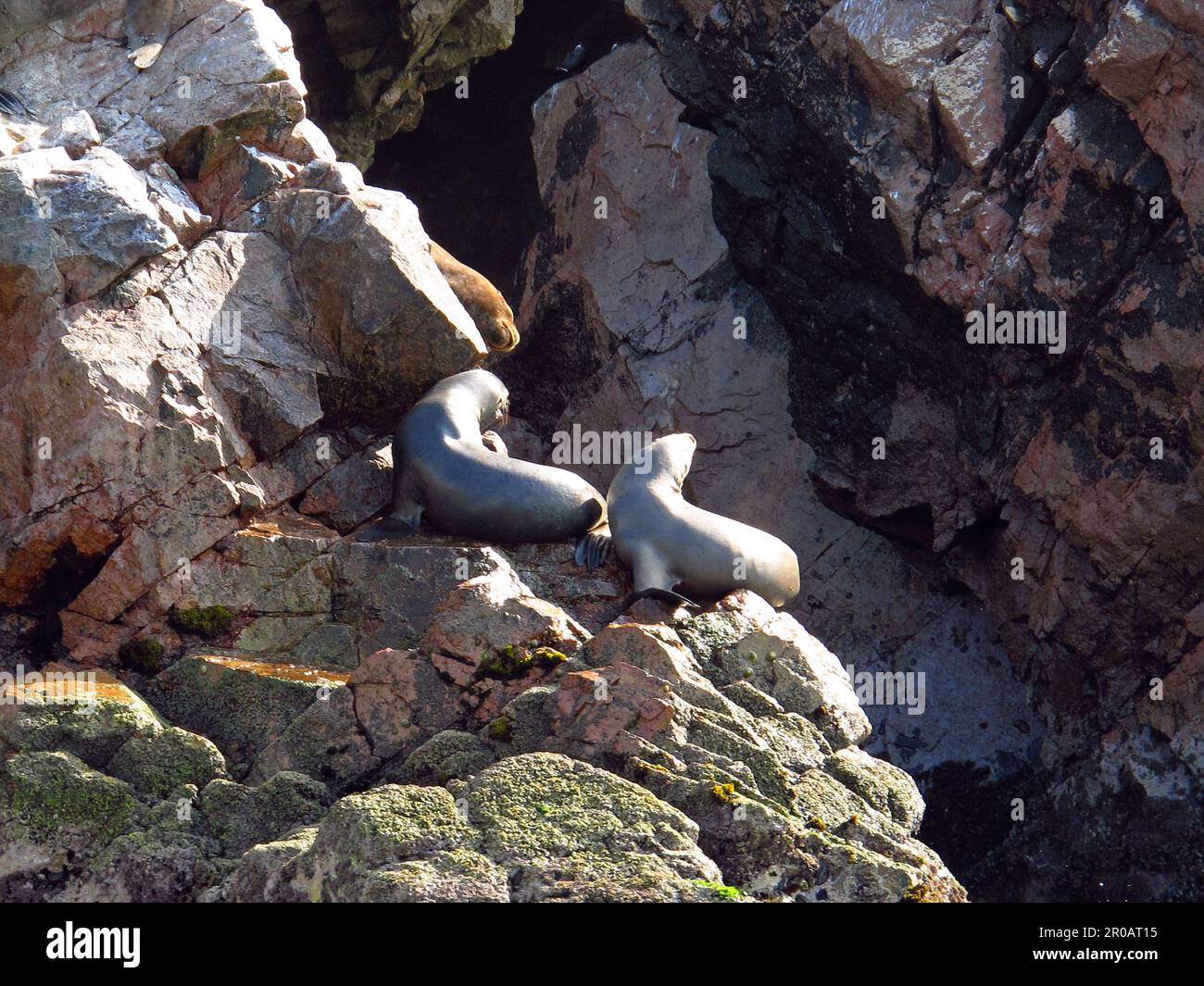 Rocks with animals in the Pacific ocean close Paracas, Peru Stock Photo ...