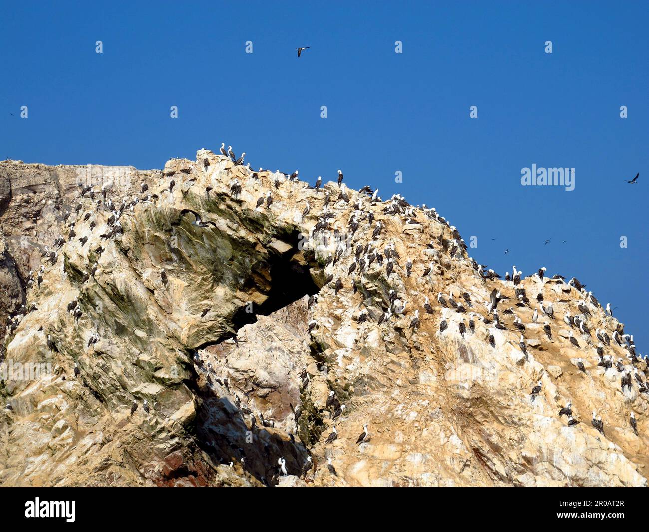 Rocks with animals in the Pacific ocean close Paracas, Peru Stock Photo ...