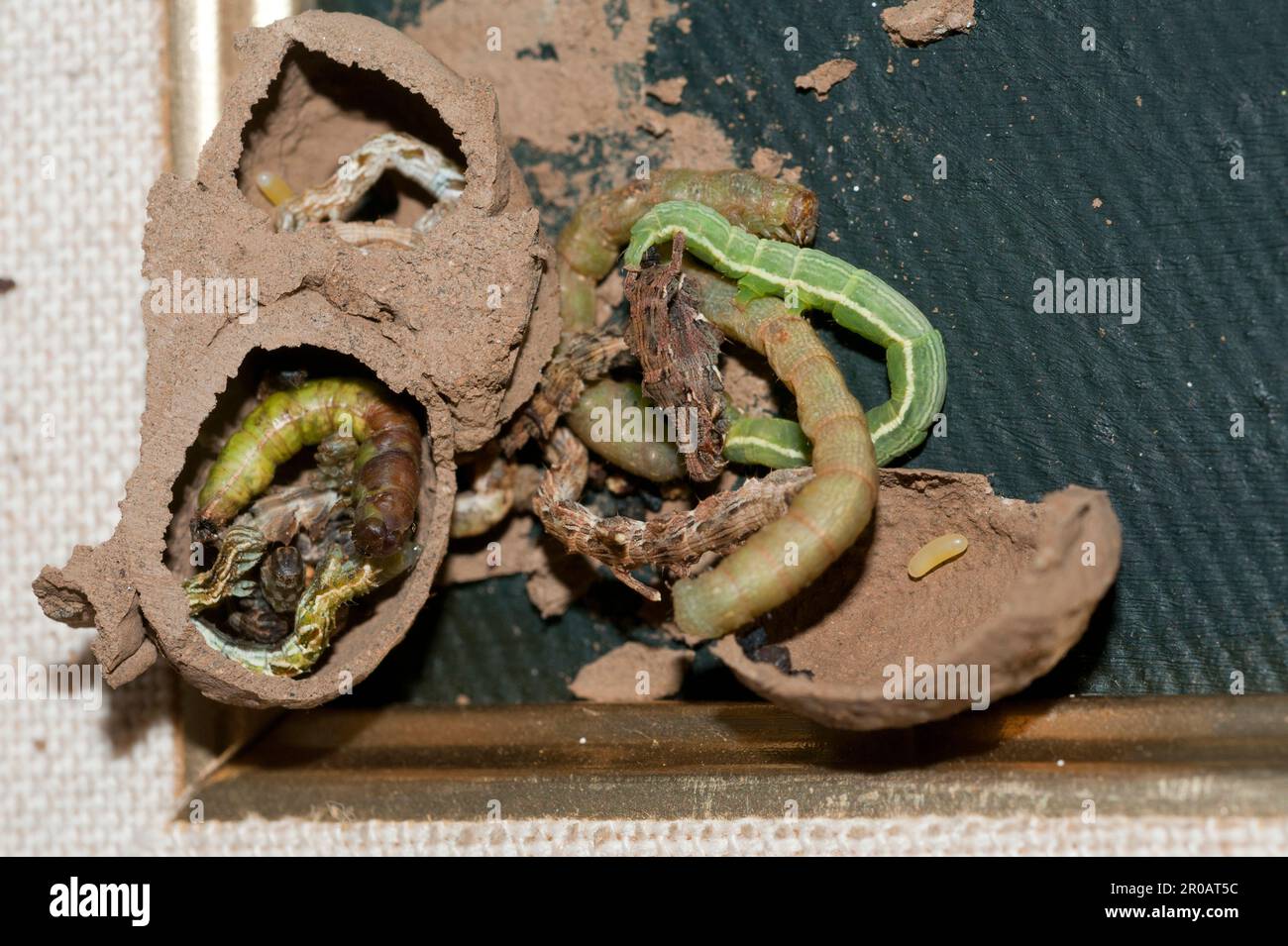 Caterpillars, Lepidoptera Order, food for larvae inside broken Mud Dauber Wasp, Crabronidae Family, clay nest, Klungkung, Bali, Indonesia Stock Photo