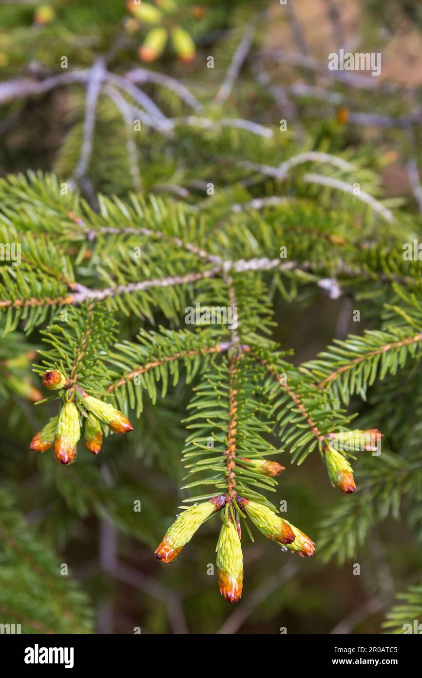 Spruce branches with new buds in spring Stock Photo