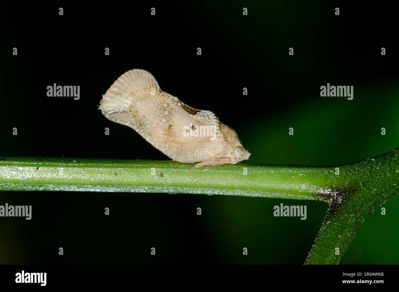 Planthopper, Flatidae Family, on plant stem, Klungkung, Bali, Indonesia