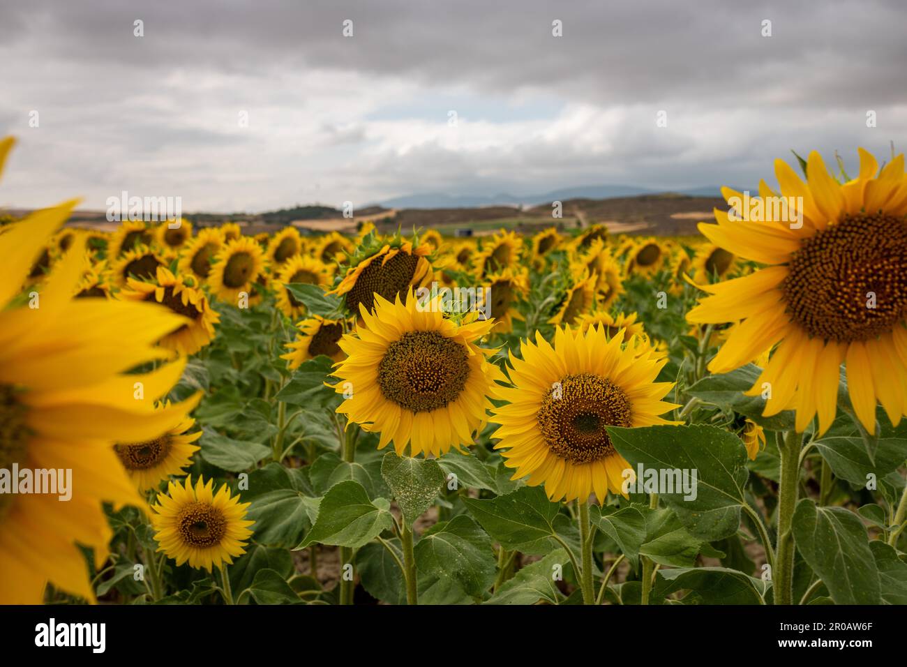 field of yellow sunflowers at dusk Stock Photo - Alamy