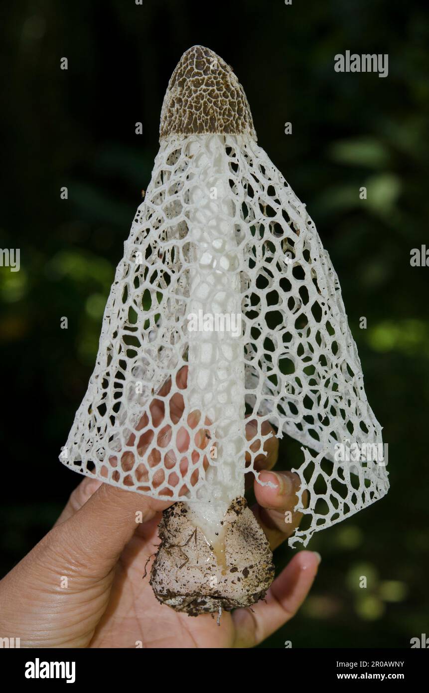 Veiled Lady Mushroom, Phallus indusiatus, with net-like indusium skirt being held by hand, Klungkung, Bali, Indonesia Stock Photo