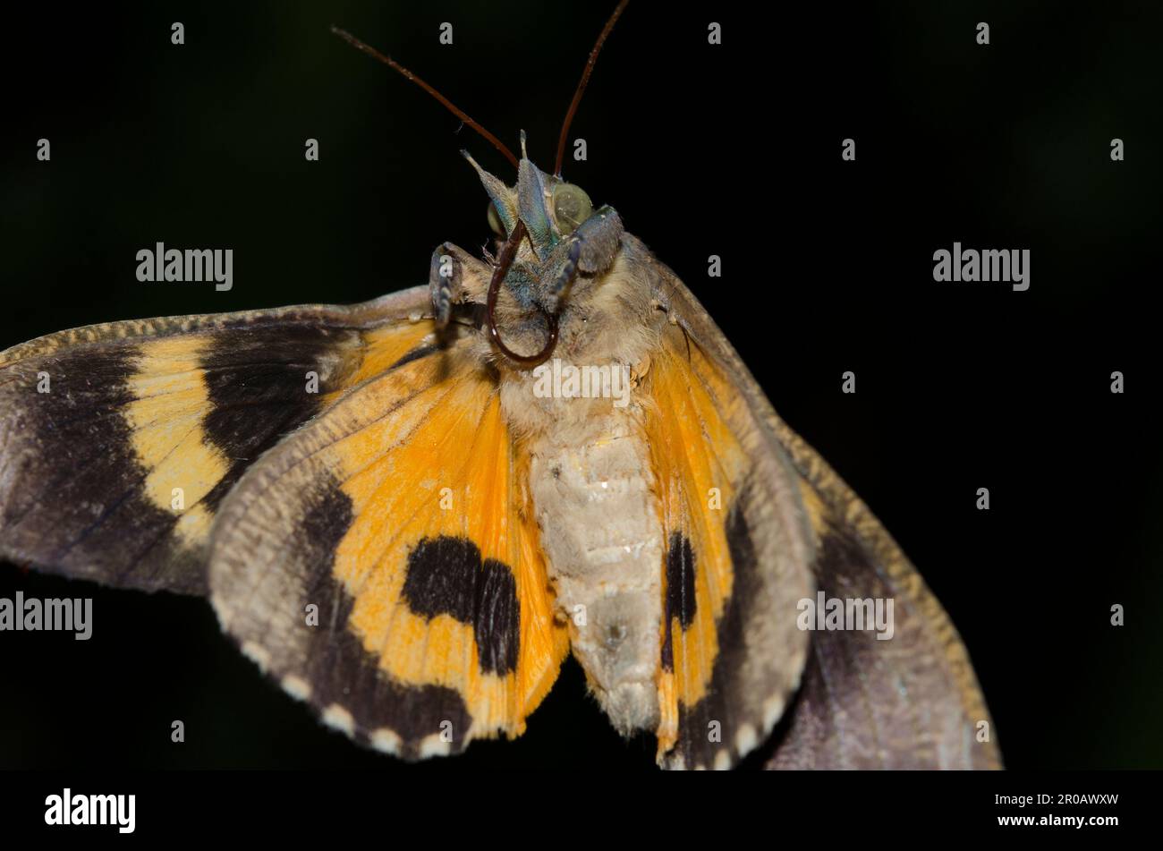 Underside of Fruit-piercing Moth, Eudocima sp, Klungkung, Bali, Indonesia Stock Photo