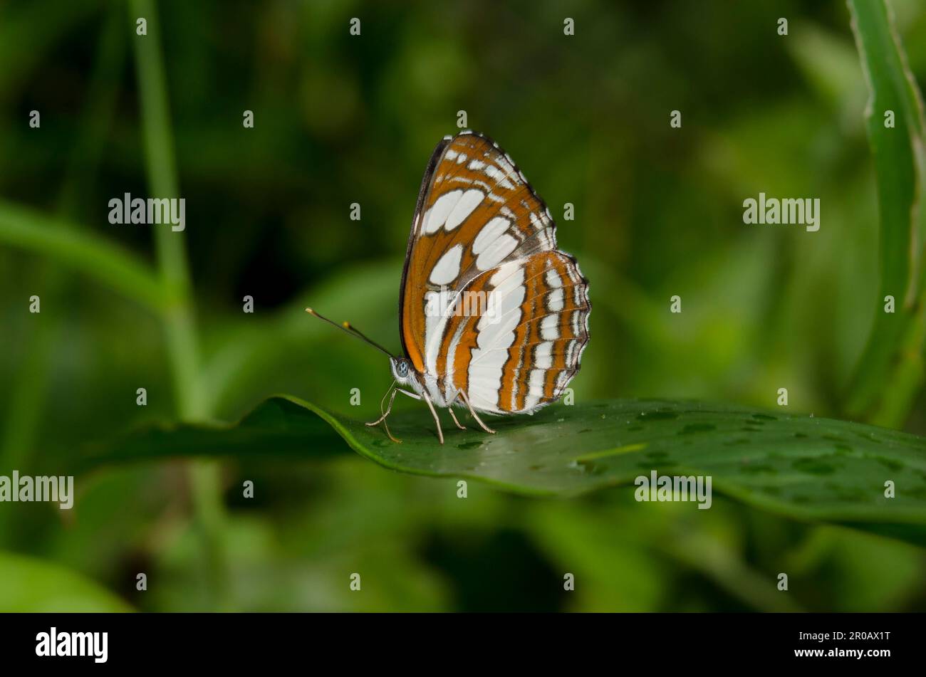 Sergeant Butterfly, Athyma sp, on leaf, Klungkung, Bali, Indonesia Stock Photo