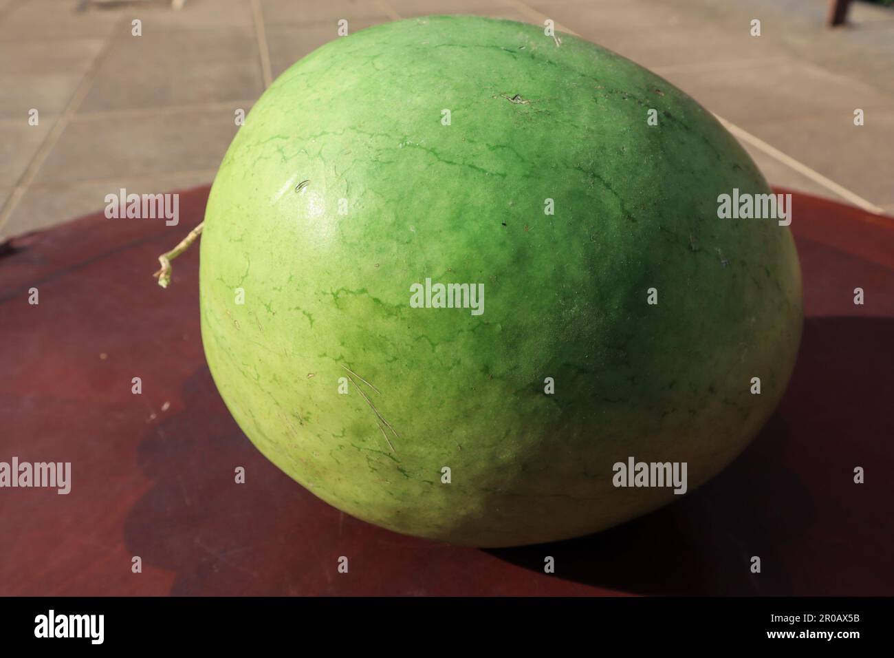 Fresh organic Light green watermelon. Indian fruit Light green water