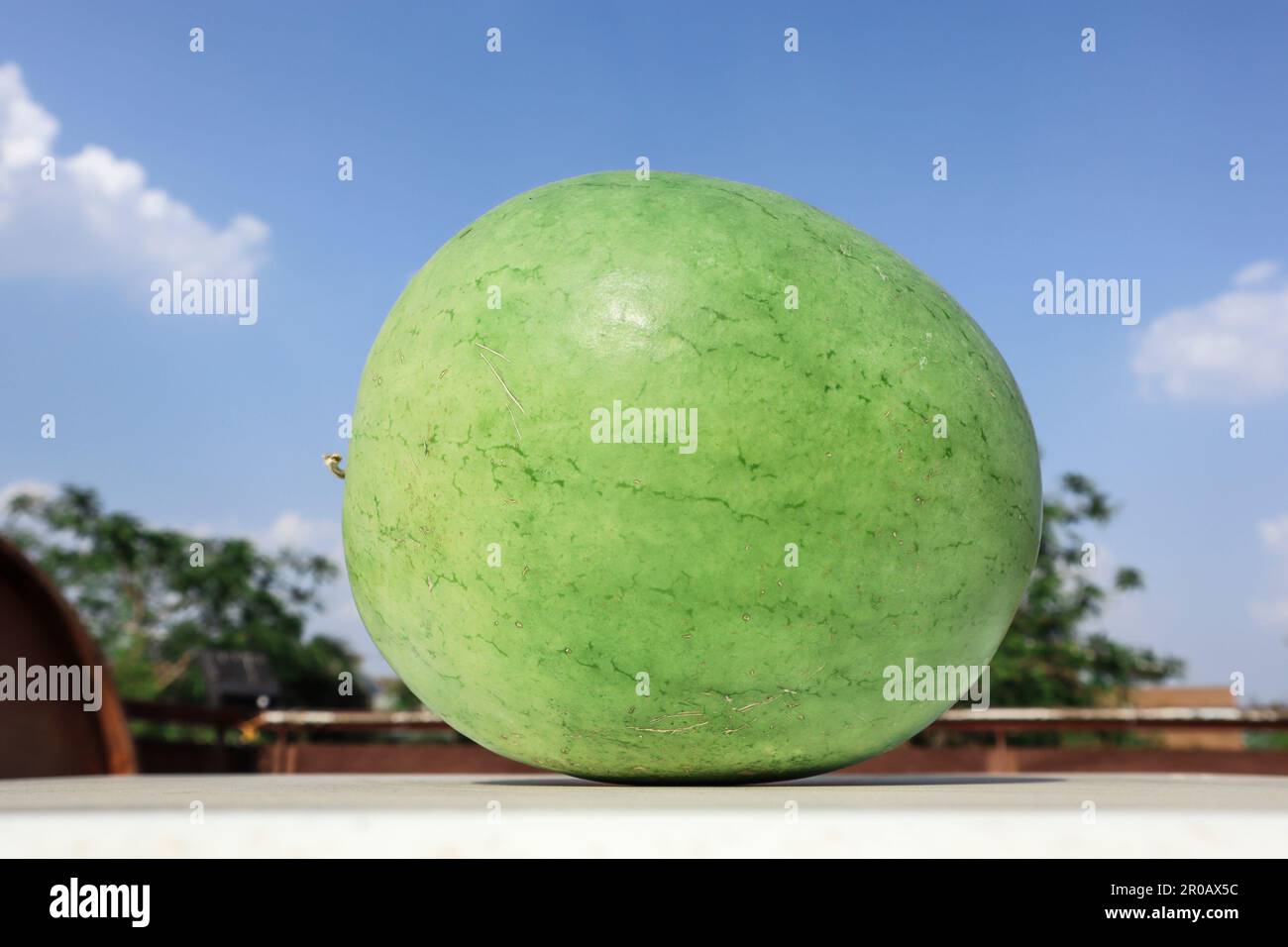 Fresh organic Light green watermelon. Indian fruit Light green water