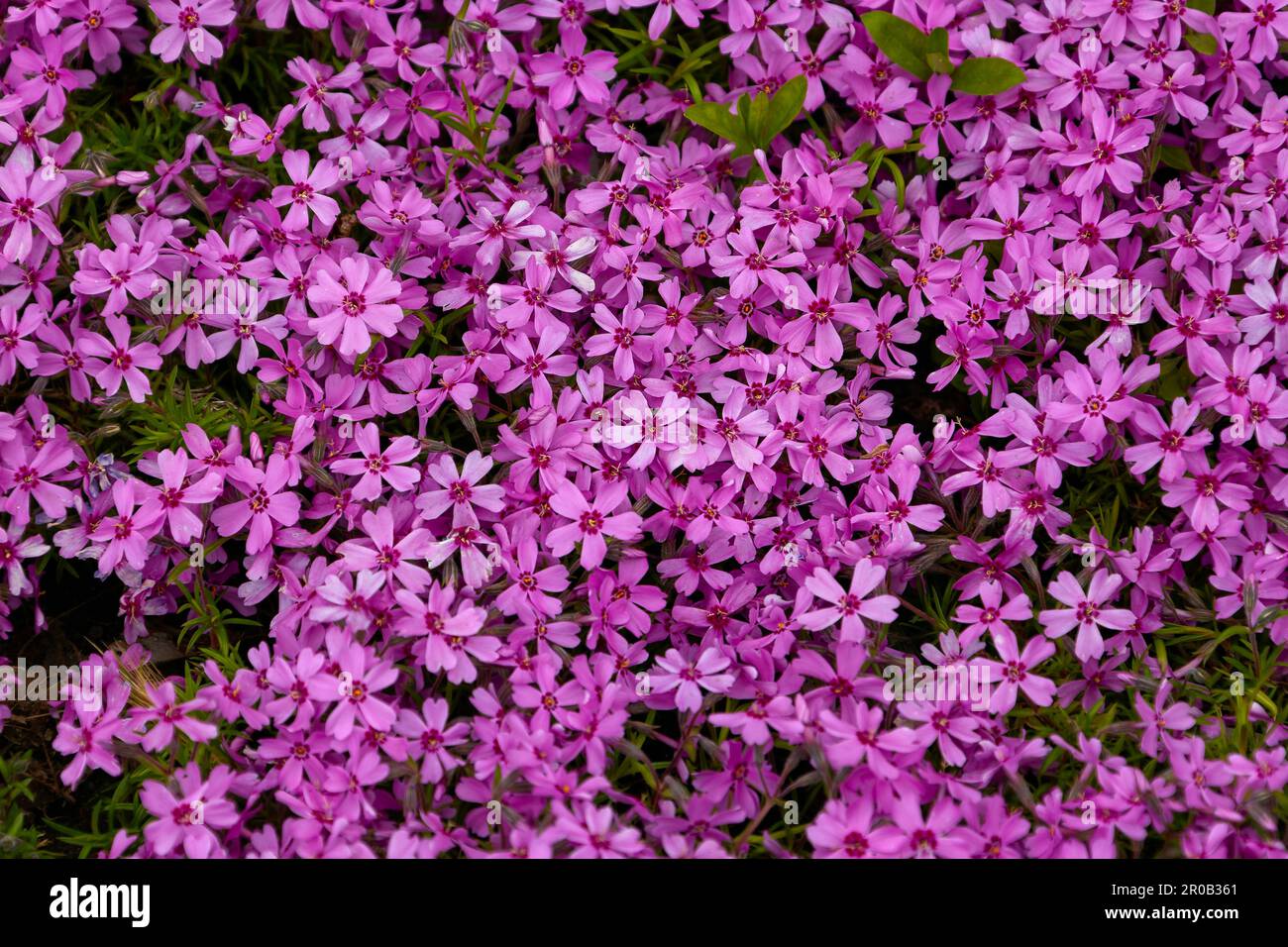 Image of vegetable background from Phlox subulata Marjorie Stock Photo