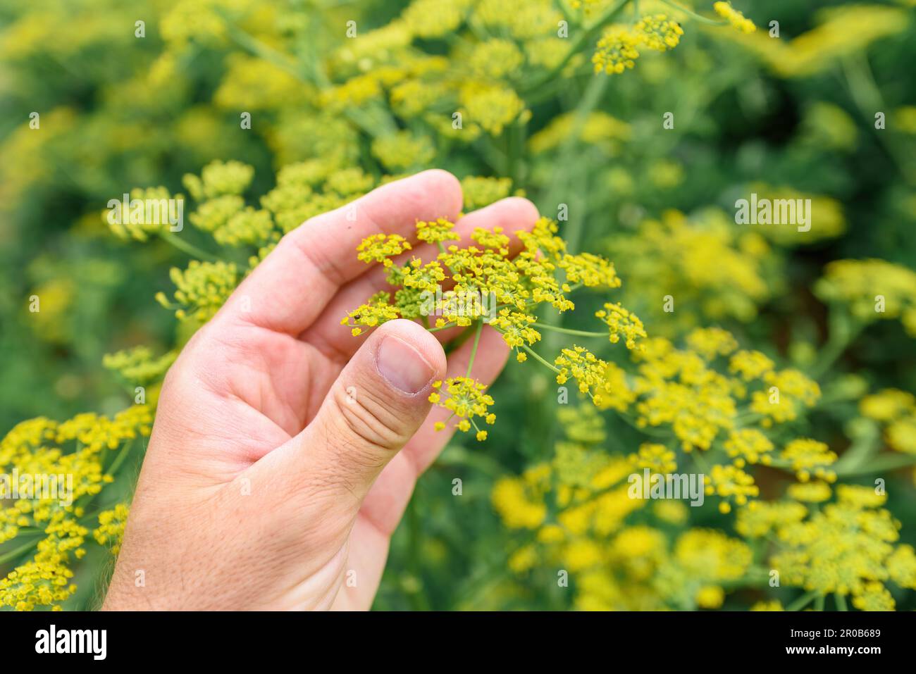 Farmer examining flowering parsnip plant in bloom, selective focus Stock Photo