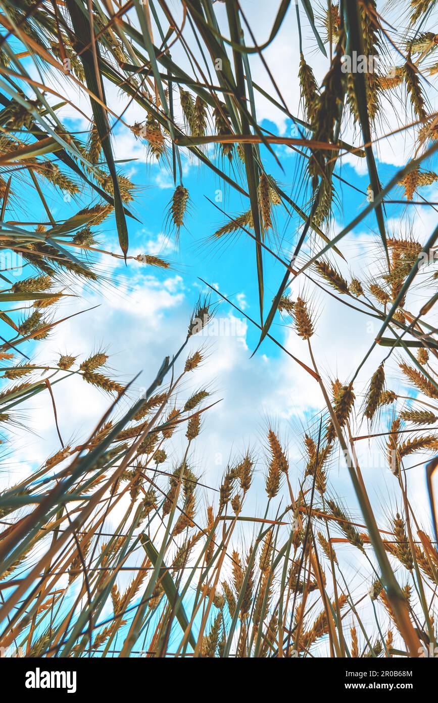 Low angle view of ripe wheat crops growing high up to the sky, directly below Stock Photo