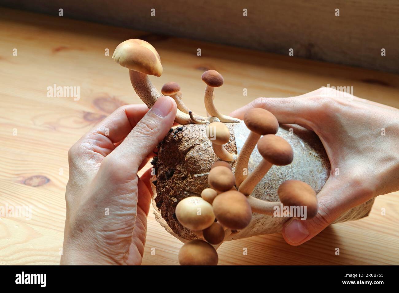 Hand Harvesting Growth Velvet Pioppini Mushroom or Yanagi matsutake Grown as Indoor Gardening Stock Photo