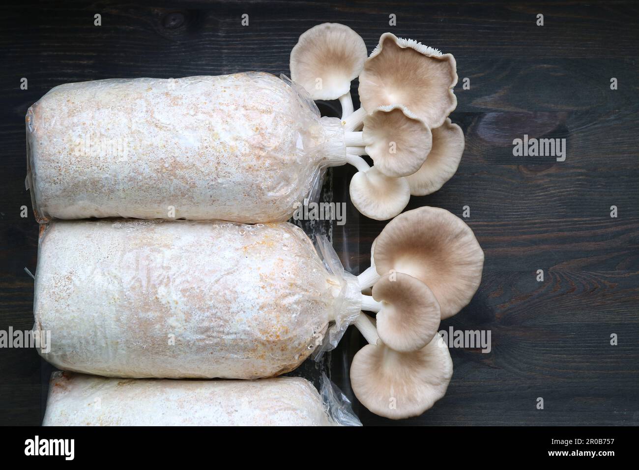 Growth Oyster Mushrooms (Pleurotus Pulmonarius) Ready for Harvest Stock