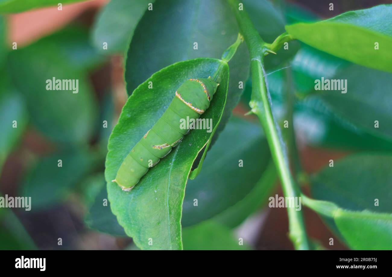 Closeup of Green Lime Swallowtail Caterpillar Resting on a Lime Tree Leaf Stock Photo