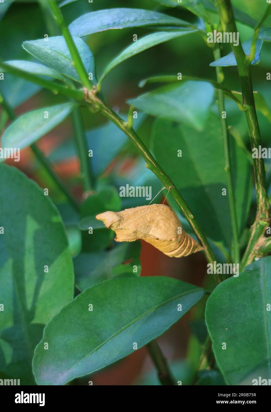 Closeup of a Lime Butterfly Pupa Suspended under the Branch of Lime Tree Stock Photo