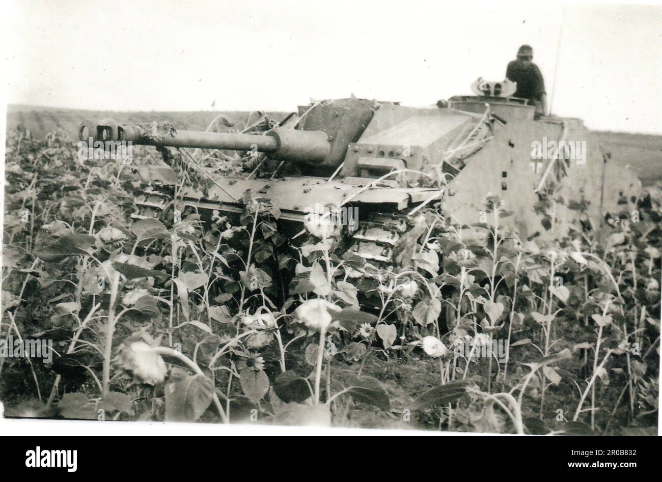 World War Two B&W photo German Assault Gun in a Cornfield in Rumania 1944. Stock Photo