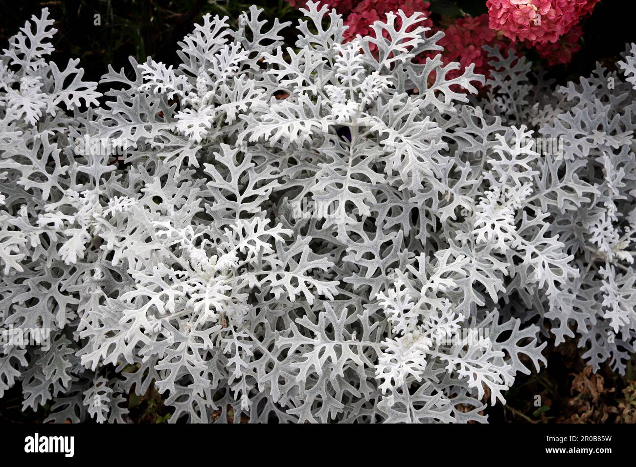 Beautiful openwork leaves of Silver ragwort. Close up photo of Cineraria maritima leaf of light gray color Stock Photo