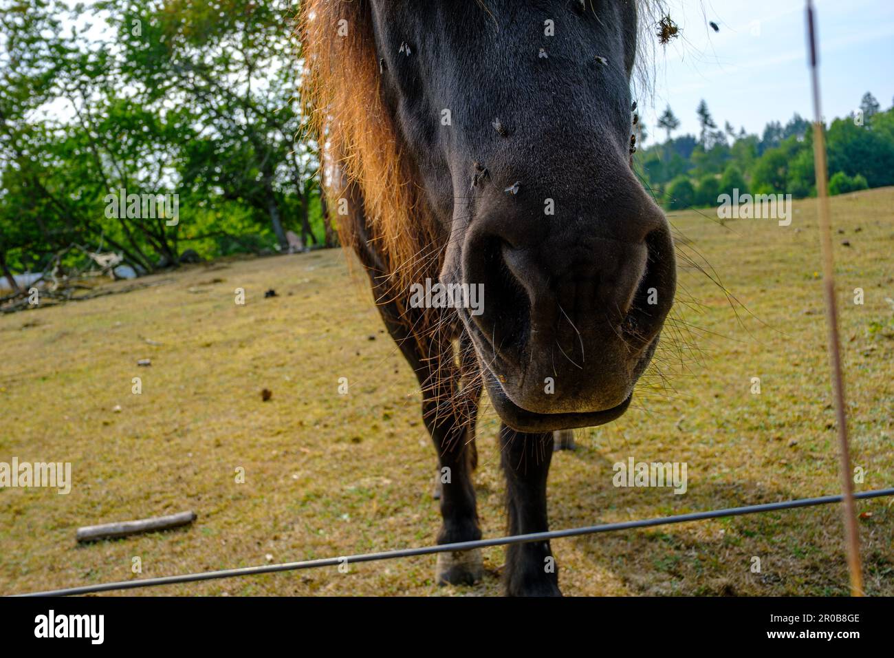 Horse plagued by flies in summer in a pasture full of dry grass in the countryside near Neksö on Bornholm Island, Denmark, Europe. Stock Photo