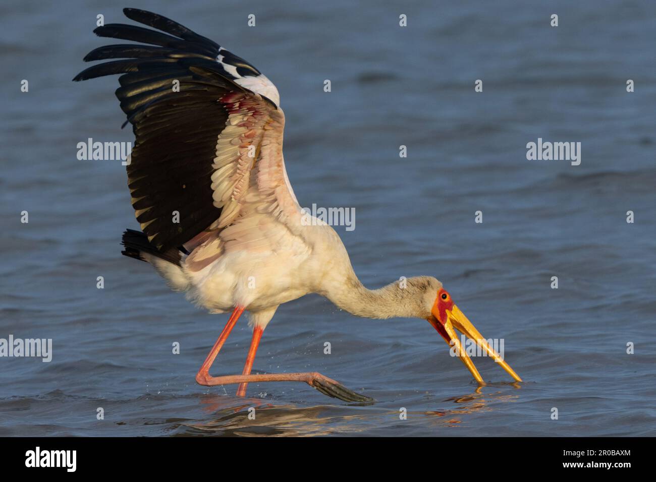 Yellow billed Stork feeding in shallow water, The Gambia Stock Photo