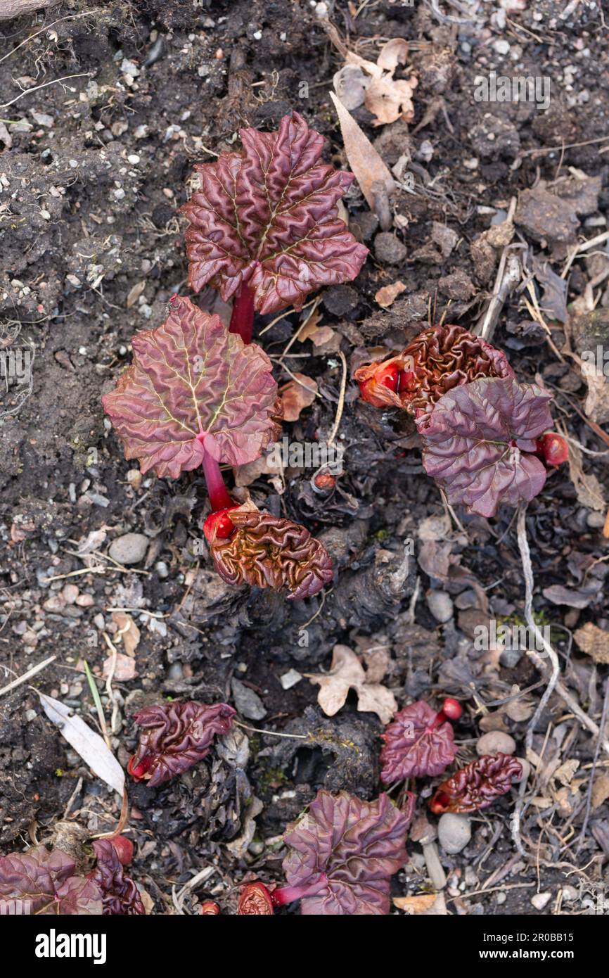 Very young rhubarb plants growing in soil Stock Photo