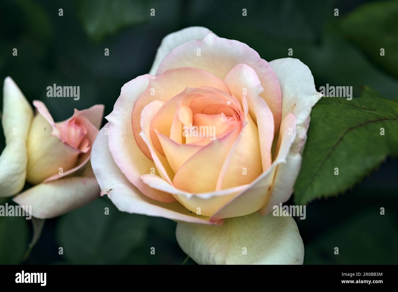 Pink english roses in bloom in a bush seen up close Stock Photo - Alamy
