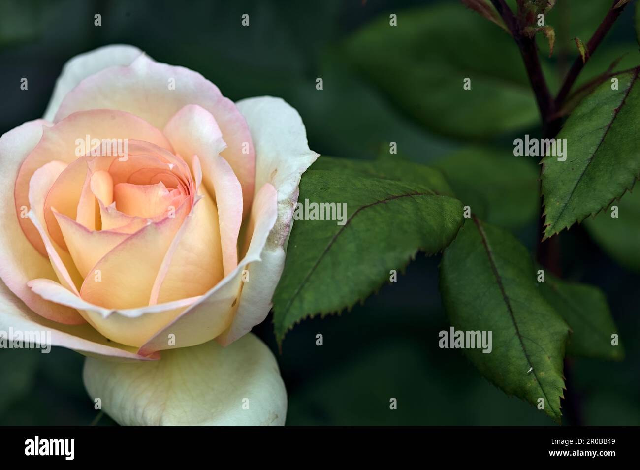 Pink english roses in bloom in a bush seen up close Stock Photo - Alamy