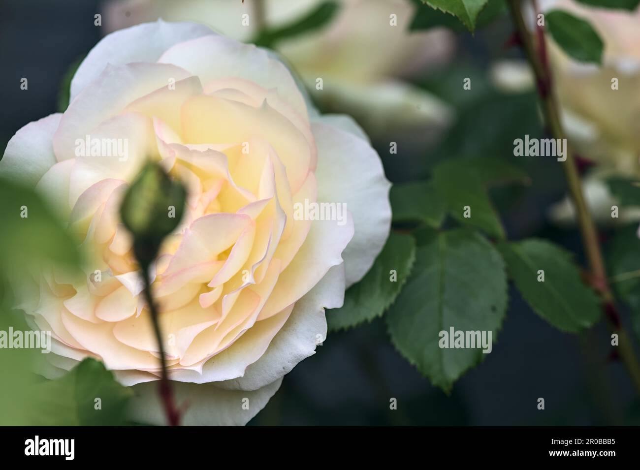 Pink english roses in bloom in a bush seen up close Stock Photo - Alamy