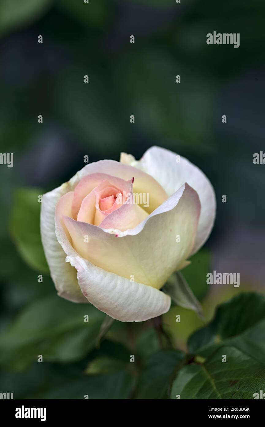 Pink english roses in bloom in a bush seen up close Stock Photo - Alamy