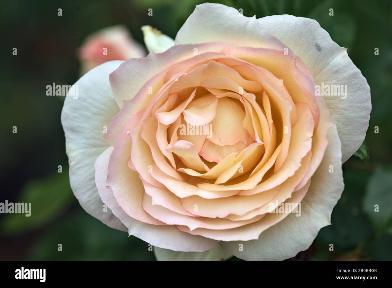 Pink english roses in bloom in a bush seen up close Stock Photo - Alamy