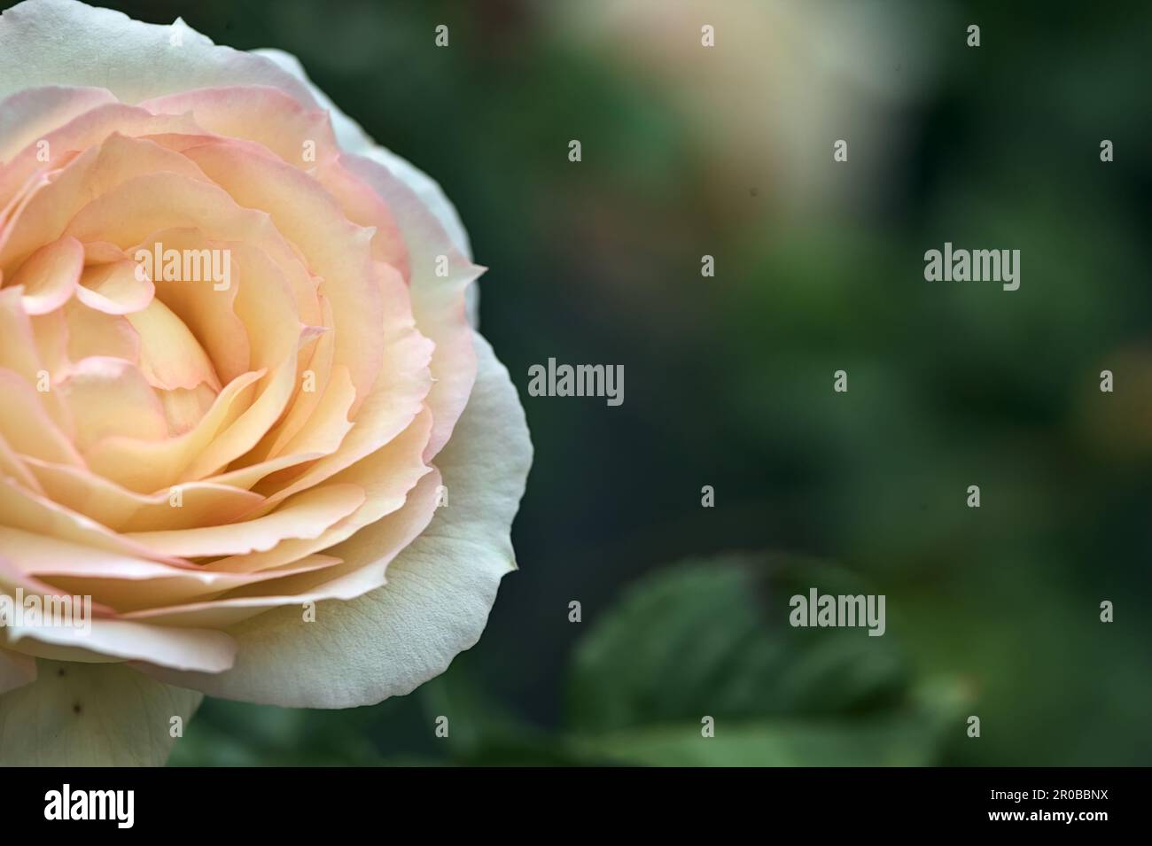 Pink english roses in bloom in a bush seen up close Stock Photo - Alamy