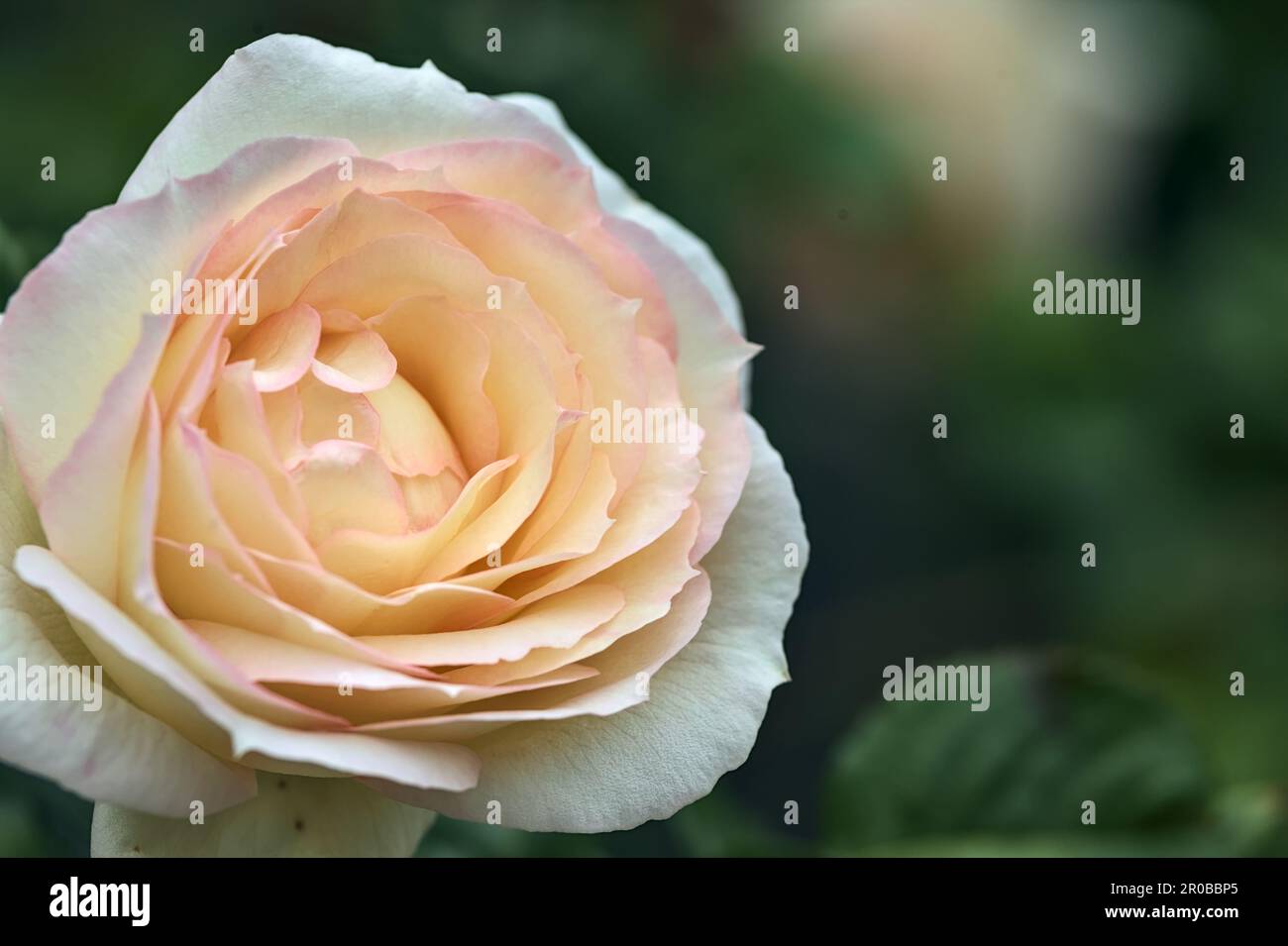 Pink english roses in bloom in a bush seen up close Stock Photo - Alamy