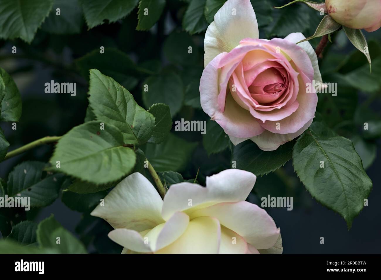 Pink english roses in bloom in a bush seen up close Stock Photo - Alamy