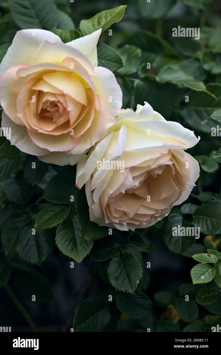 Pink english roses in bloom in a bush seen up close Stock Photo - Alamy