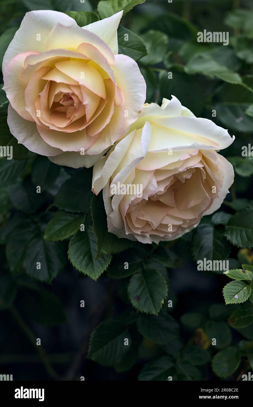 Pink english roses in bloom in a bush seen up close Stock Photo - Alamy
