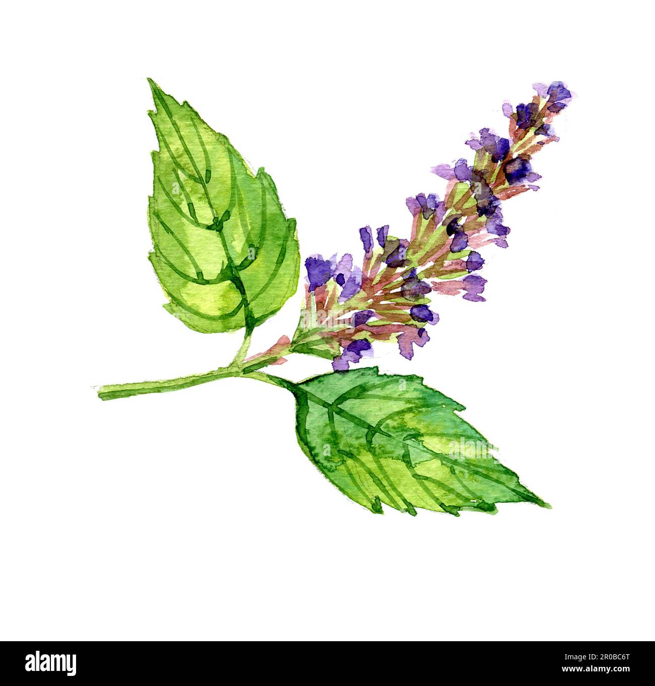 Watercolor summer insulated patchouli on white background. Stock Photo