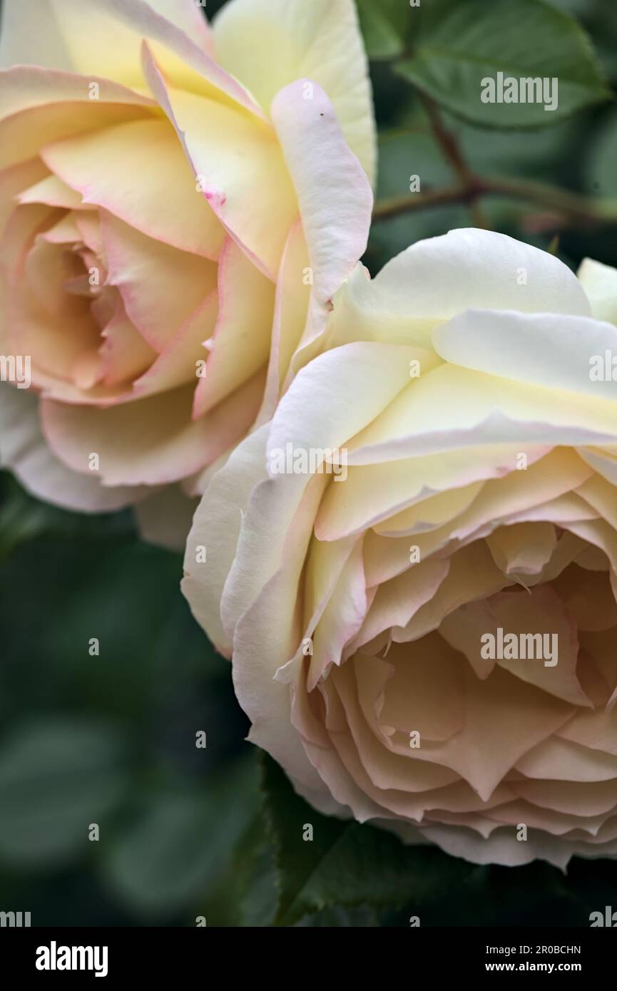 Pink english roses in bloom in a bush seen up close Stock Photo - Alamy